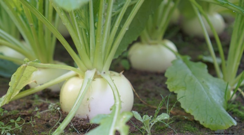 21 Top Vegetables for Short Growing Seasons: A Seasonal Guide