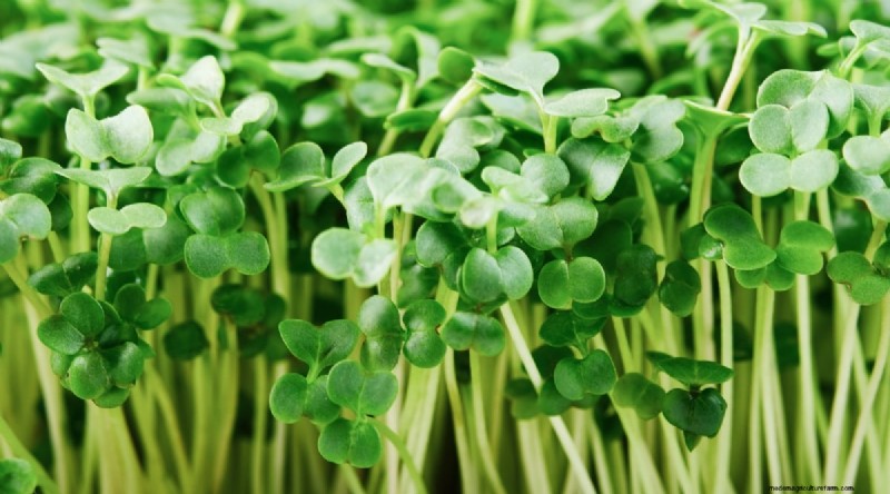 21 Top Vegetables for Short Growing Seasons: A Seasonal Guide