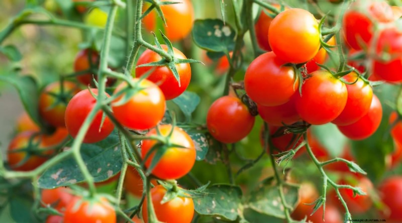 21 Top Vegetables for Short Growing Seasons: A Seasonal Guide