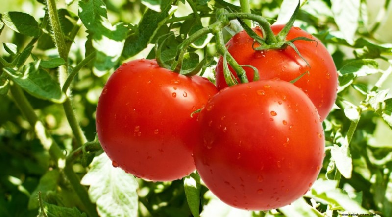 21 Top Vegetables for Short Growing Seasons: A Seasonal Guide
