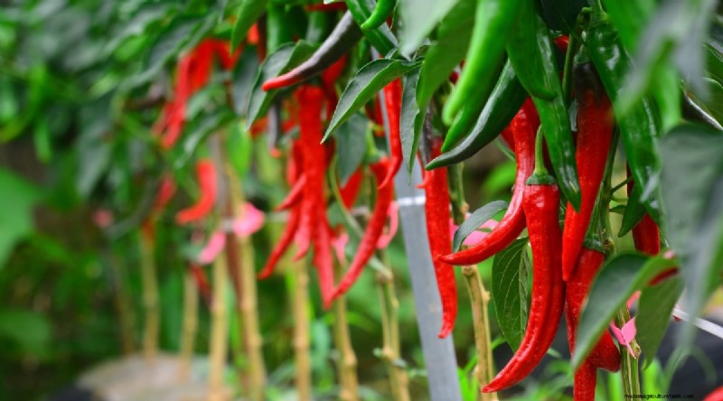 21 Top Vegetables for Short Growing Seasons: A Seasonal Guide