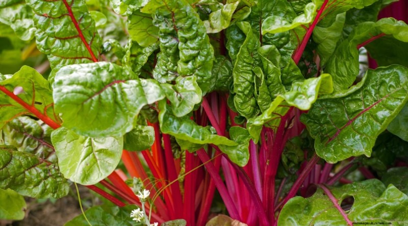21 Top Vegetables for Short Growing Seasons: A Seasonal Guide