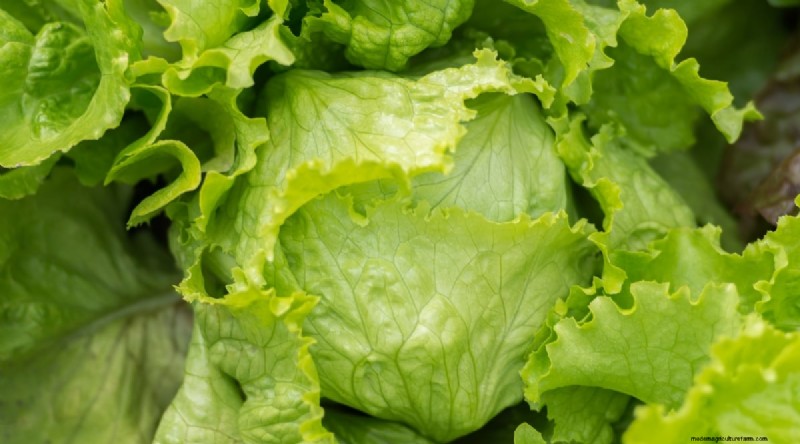21 Top Vegetables for Short Growing Seasons: A Seasonal Guide