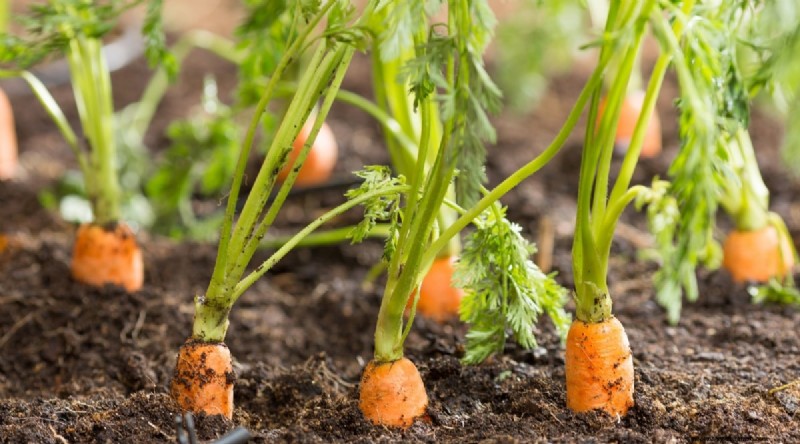 21 Top Vegetables for Short Growing Seasons: A Seasonal Guide