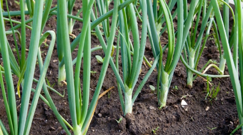 21 Top Vegetables for Short Growing Seasons: A Seasonal Guide