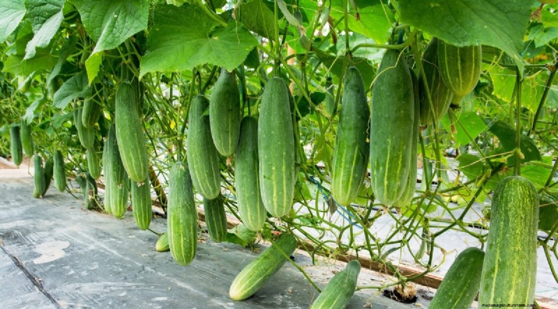 21 Top Vegetables for Short Growing Seasons: A Seasonal Guide