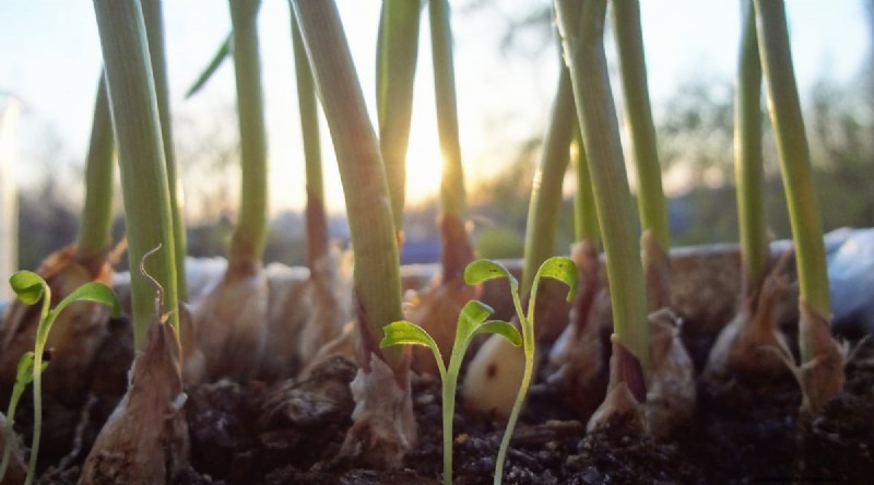 21 Top Vegetables for Short Growing Seasons: A Seasonal Guide