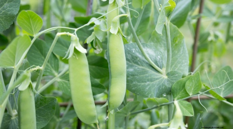 21 Top Vegetables for Short Growing Seasons: A Seasonal Guide