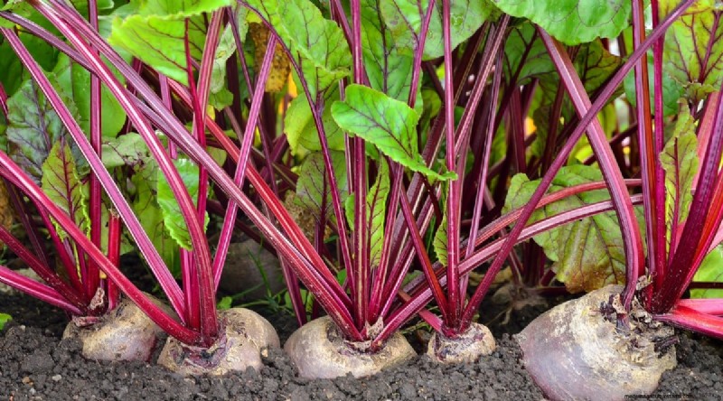 21 Top Vegetables for Short Growing Seasons: A Seasonal Guide