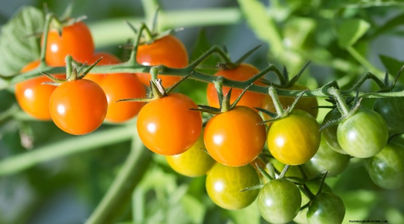 15 Disease‑Resistant Tomato Varieties to Grow in 2024