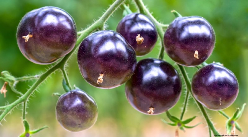 15 Disease‑Resistant Tomato Varieties to Grow in 2024