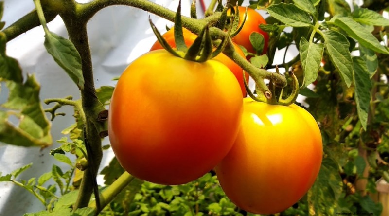 15 Disease‑Resistant Tomato Varieties to Grow in 2024