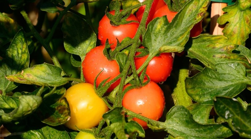 15 Disease‑Resistant Tomato Varieties to Grow in 2024