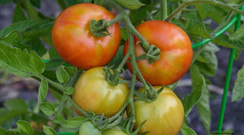 15 Disease‑Resistant Tomato Varieties to Grow in 2024