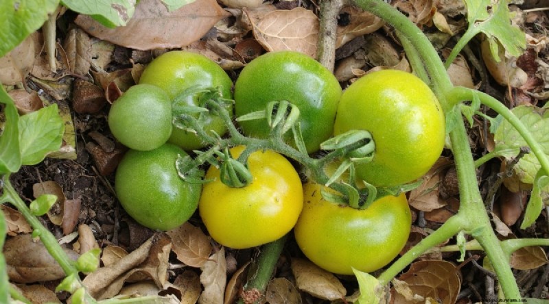 15 Disease‑Resistant Tomato Varieties to Grow in 2024