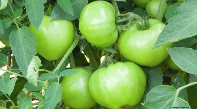 15 Disease‑Resistant Tomato Varieties to Grow in 2024