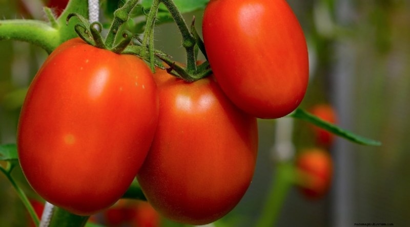 15 Disease‑Resistant Tomato Varieties to Grow in 2024