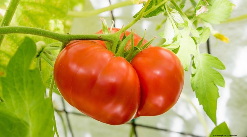 15 Disease‑Resistant Tomato Varieties to Grow in 2024