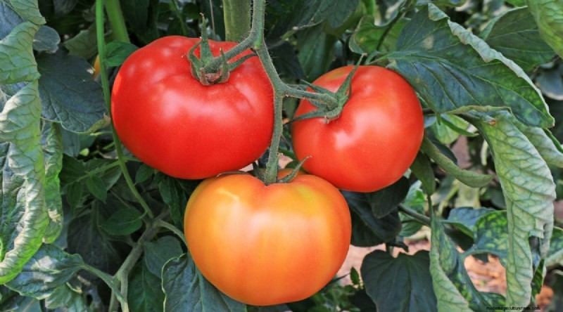 15 Disease‑Resistant Tomato Varieties to Grow in 2024