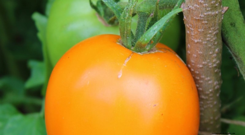 15 Disease‑Resistant Tomato Varieties to Grow in 2024