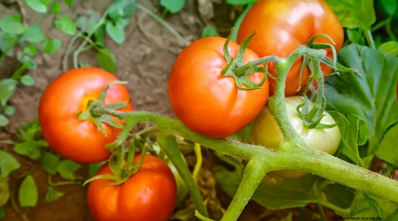 15 Disease‑Resistant Tomato Varieties to Grow in 2024