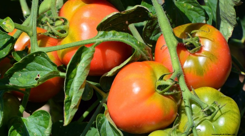 15 Disease‑Resistant Tomato Varieties to Grow in 2024