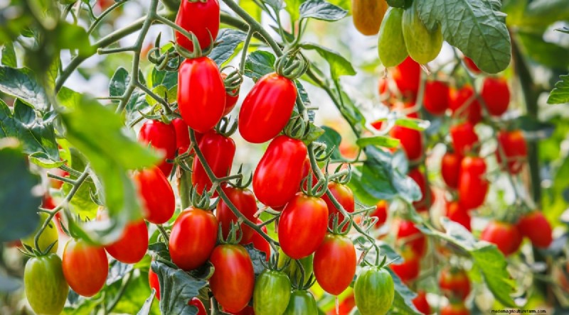 15 Disease‑Resistant Tomato Varieties to Grow in 2024