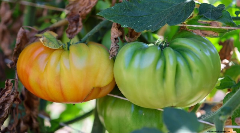 15 Disease‑Resistant Tomato Varieties to Grow in 2024