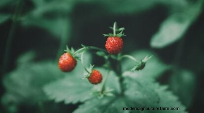 Grow, Care, and Harvest Wild Strawberries (Fragaria virginiana) – A Complete Garden Guide