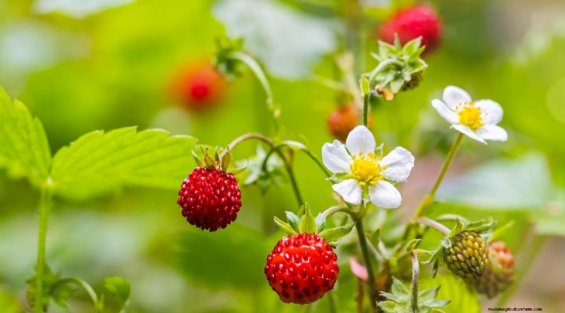 Grow, Care, and Harvest Wild Strawberries (Fragaria virginiana) – A Complete Garden Guide