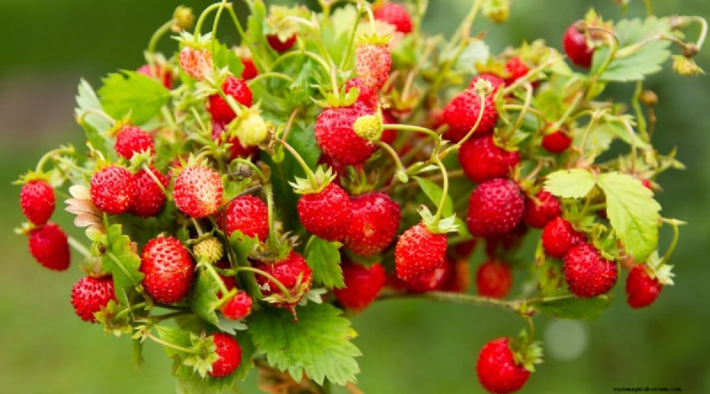 Grow, Care, and Harvest Wild Strawberries (Fragaria virginiana) – A Complete Garden Guide