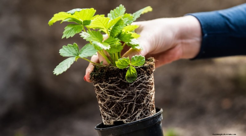 Grow, Care, and Harvest Wild Strawberries (Fragaria virginiana) – A Complete Garden Guide