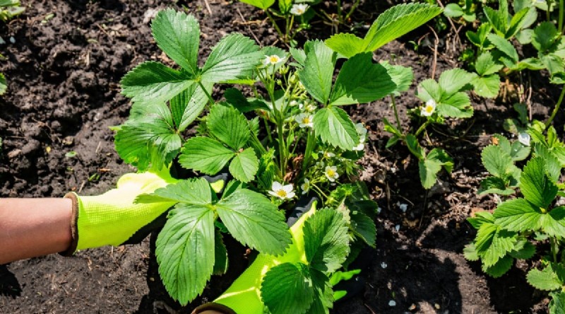 Grow, Care, and Harvest Wild Strawberries (Fragaria virginiana) – A Complete Garden Guide
