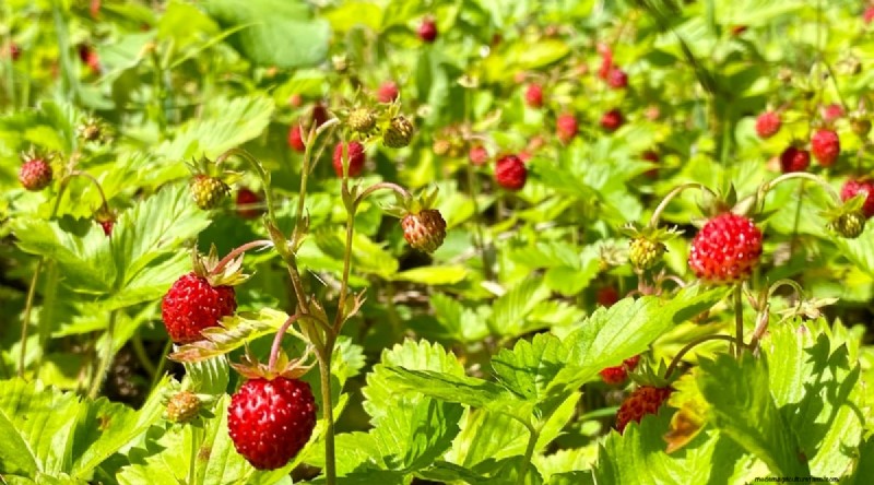 Grow, Care, and Harvest Wild Strawberries (Fragaria virginiana) – A Complete Garden Guide