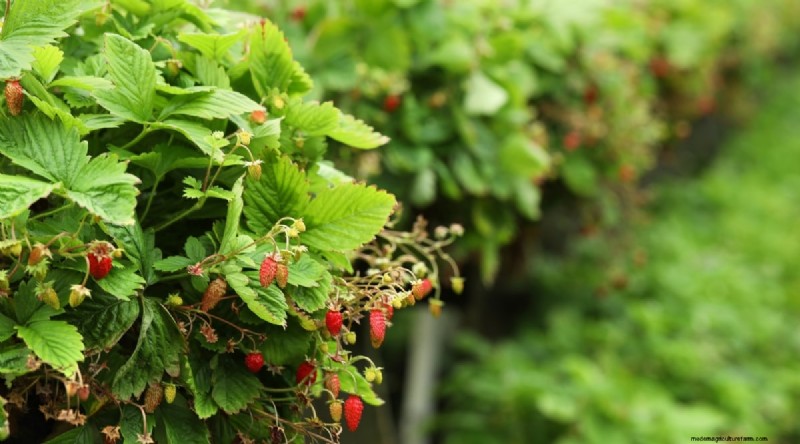 Grow, Care, and Harvest Wild Strawberries (Fragaria virginiana) – A Complete Garden Guide