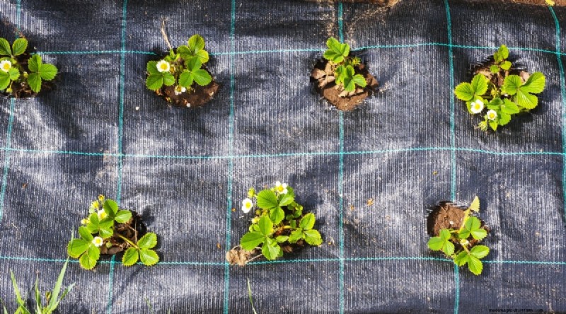 Grow, Care, and Harvest Wild Strawberries (Fragaria virginiana) – A Complete Garden Guide