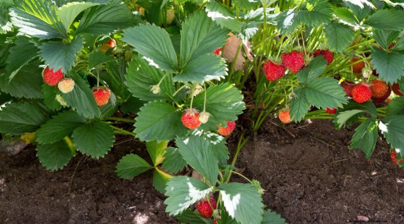 Grow, Care, and Harvest Wild Strawberries (Fragaria virginiana) – A Complete Garden Guide