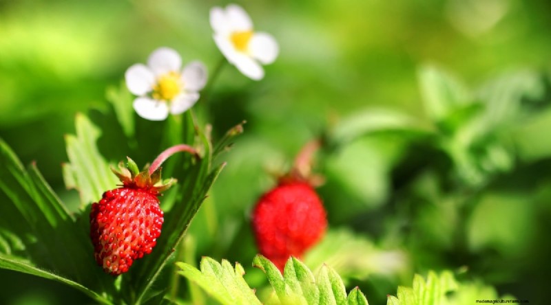 Grow, Care, and Harvest Wild Strawberries (Fragaria virginiana) – A Complete Garden Guide