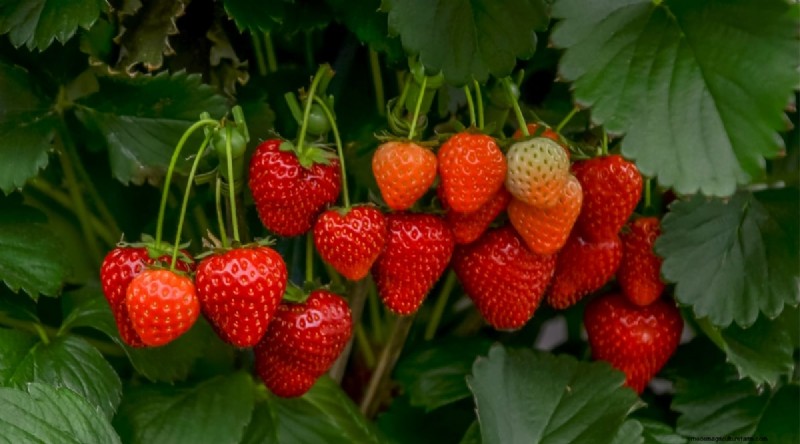 Grow, Care, and Harvest Wild Strawberries (Fragaria virginiana) – A Complete Garden Guide