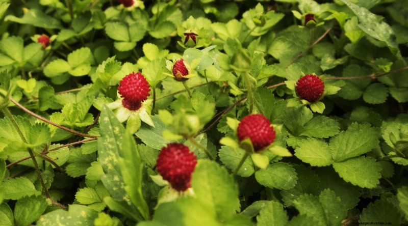 Grow, Care, and Harvest Wild Strawberries (Fragaria virginiana) – A Complete Garden Guide