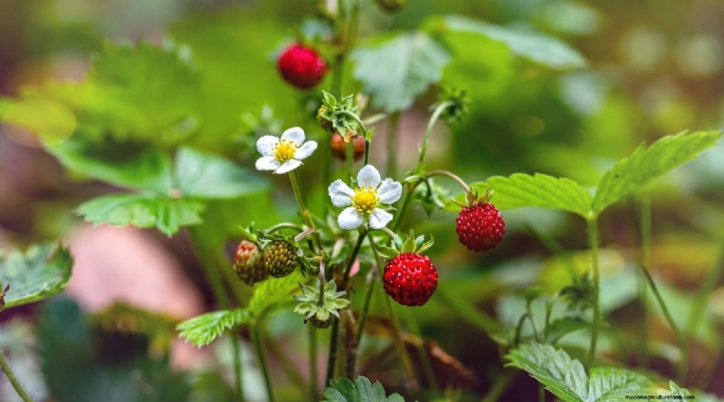 Grow, Care, and Harvest Wild Strawberries (Fragaria virginiana) – A Complete Garden Guide