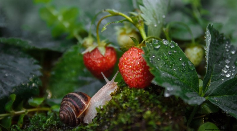 Grow, Care, and Harvest Wild Strawberries (Fragaria virginiana) – A Complete Garden Guide
