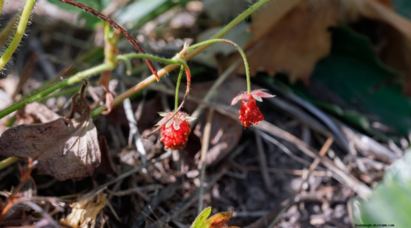 Grow, Care, and Harvest Wild Strawberries (Fragaria virginiana) – A Complete Garden Guide