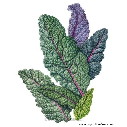 Plant 14 Brassica Varieties from Seed in February for a Thriving Season