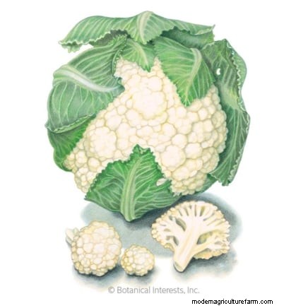 Plant 14 Brassica Varieties from Seed in February for a Thriving Season