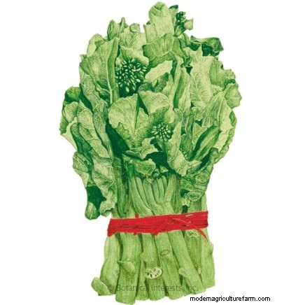 Plant 14 Brassica Varieties from Seed in February for a Thriving Season