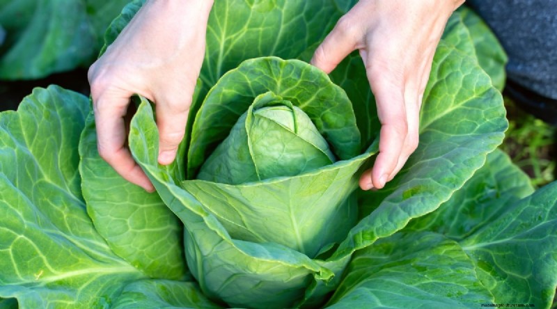 Plant 14 Brassica Varieties from Seed in February for a Thriving Season
