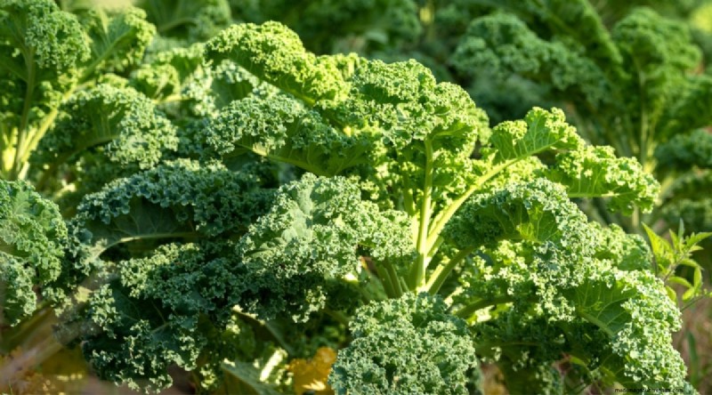 Plant 14 Brassica Varieties from Seed in February for a Thriving Season