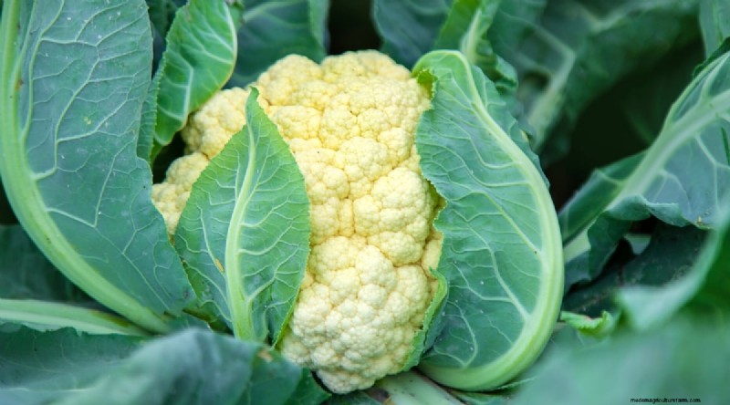 Plant 14 Brassica Varieties from Seed in February for a Thriving Season