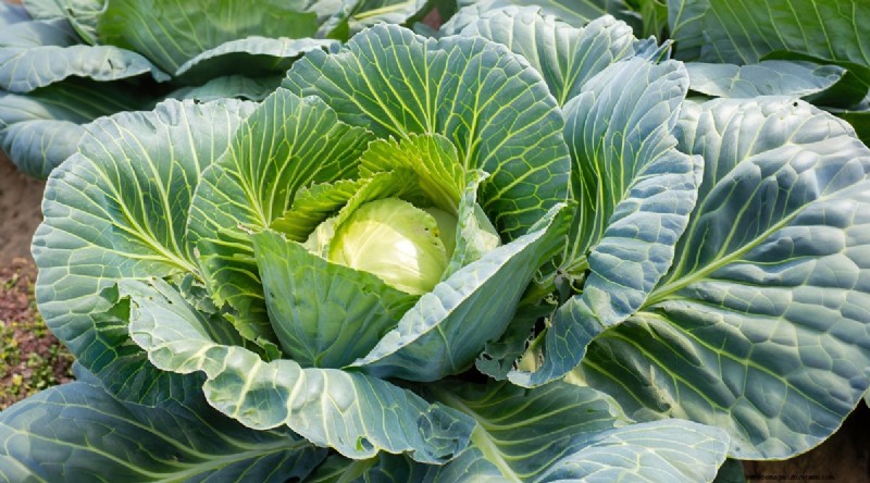 Plant 14 Brassica Varieties from Seed in February for a Thriving Season